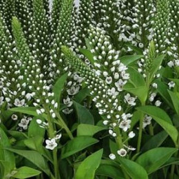 Lysimachia Elisabeth (Лусимачия Елизабет) В80