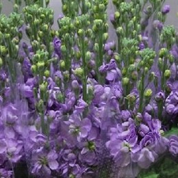 Matthiola Lavender (Маттиола Лавандер) В55