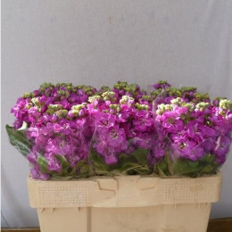 Matthiola Phantom Dark Pink (Маттиола Фантом Дарк Пинк) В65