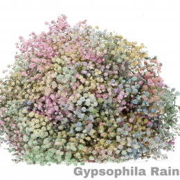 Gypsophila Multicolor (Гипсофила Мультиколор) В70