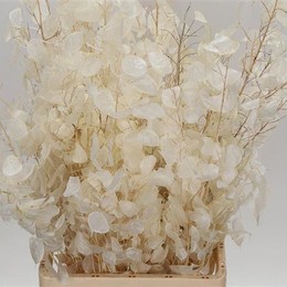 Lunaria White prepared (Лунария Белая) В70