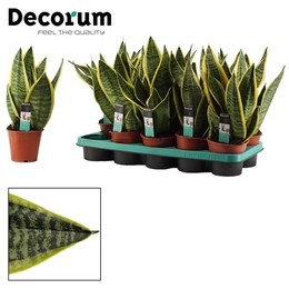 Сансевиерия Суперба 12 См ( Sansevieria Superba 12 Cm (decorum) ) W 12 см H 35 см