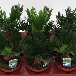 Революция саговника ( Cycas Revoluta ) W 12 см H 25 см