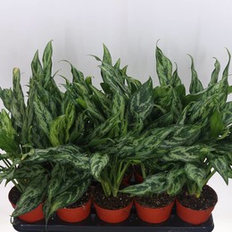 Аглаонема Зеленая Леди ( Aglaonema Green Lady ) W 12 см H 35 см