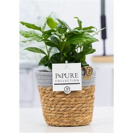 Кофе Арабика В Чистой Корзине 5 ( Coffea Arabica In Pure Basket 5 ) W 12 см H 20 см