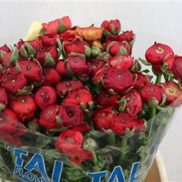 Ranunculus elegance red(Ранункулюс элеганс ред)В45