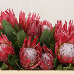 Protea Cy Madiba (Протея Мадиба) В70