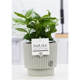 Кофе Арабика В Керамике Из Плюща Зелено-Серый ( Coffea Arabica In Ivy Ceramics Green Grey ) W 12 см