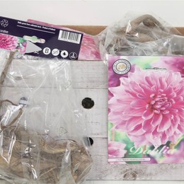 Цветочная луковица Георгин Деко Лавандовое Совершенство X1 ( Flower bulb Dahlia Deco Lavender Perfec