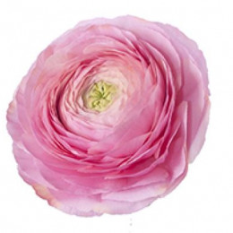 Ranunculus * Kloon Pink (Ранункулюс * Клун Пинк) В40