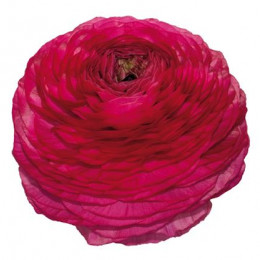 Ranunculus Hot Pink (Ранункулюс хот пинк) В50