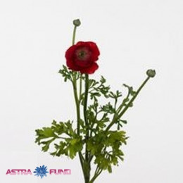 Ranunculus amandine red( Ранункулюс Амандин ред) В40