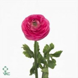 Ranunculus cerise(Ранункулюс серайс)В40