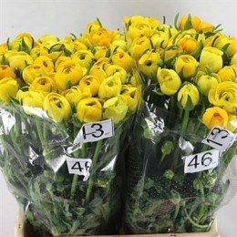 Ranunculus elegance yellow(Ранункулюс элеганс еллоу)В40