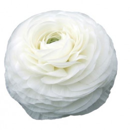 Ranunculus * Kloon White (Ранункулюс * Клун Вайт) В40