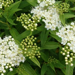 Спирея японская Albiflora (Альбифлора)