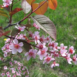 Черемуха Colorare (Колората)