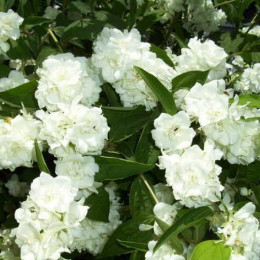 Чубушник Bouquet Blanc