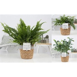 Папоротник, Смешанный В Чистой Корзине 5 ( Fern Mixed In Pure Basket 5 ) W 12 см H 35 см