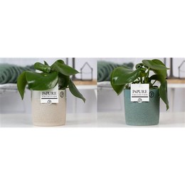 Капля Пеперомии В Заднице Тесс. 2 ( Peperomia Raindrop In Tess Ceramics Ass. 2 ) W 12 см H 25 см