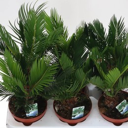 Революция саговника ( Cycas Revoluta ) W 12 см H 35 см