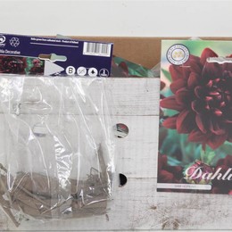 Цветочная луковица Георгин Деко Сэм Хопкинс X1 ( Flower bulb Dahlia Deco Sam Hopkins X1 ) H 20 см