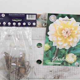 Цветочная луковица Георгин Деко Сиэтл X1 ( Flower bulb Dahlia Deco Seattle X1 ) H 20 см