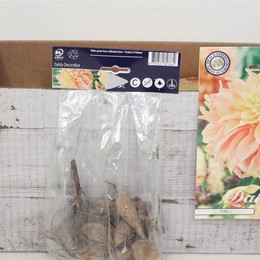 Цветочная луковица Георгин Деко Тирелл X1 ( Flower bulb Dahlia Deco Tyrell X1 ) H 20 см
