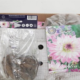 Цветочная луковица Георгин Деко Виктория Энн X1 ( Flower bulb Dahlia Deco Victoria Ann X1 ) H 20 см