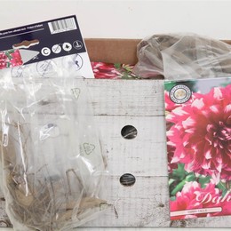 Цветочная луковица Георгин Деко Ярра Фоллс X1 ( Flower bulb Dahlia Deco Yarra Falls X1 ) H 20 см
