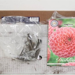 Цветочная луковица Георгин Помпон Натали G X1 ( Flower bulb Dahlia Pompon Natalie G X1 ) H 20 см