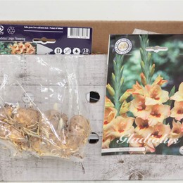 Цветочная луковица Гладиолус Бочелли X10 ( Flower bulb Gladiolen Bocelli X10 ) H 20 см