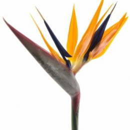 Strelitzia bloem (Стрелиция блоем) В70