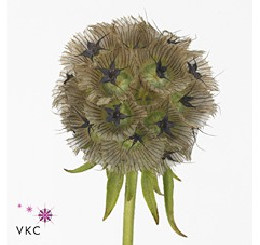 Scabiosa stellata seed pod (Скабиоза стеллата сид под) В60