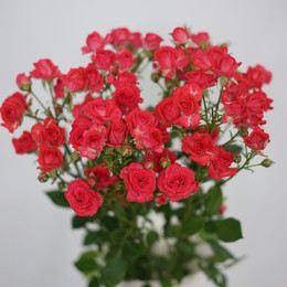 Rosa Tr. Cherry Cheops ( Спрей Черри Хеопс ) В50 Цветы Удмуртии