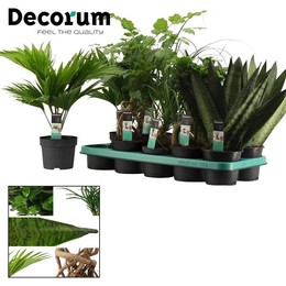 Зеленая смесь 12 См ( Groenmix 12 Cm (decorum) ) W 12 см H 35 см