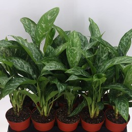 Аглаонема Мисс Джуллиете ( Aglaonema Miss Julliete ) W 12 см H 30 см