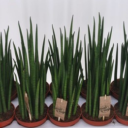 Сансевиерия Бакулярис ( Sansevieria Bacularis ) W 12 см H 45 см