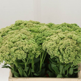 Sedum Spectabile (Седум Спектабиль) В55