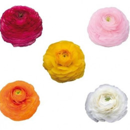 Ranunculus mix  (Ранункулюс Микс) В50