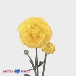 Ranunculus mistral skyline yellow  (Ранункулюс Мистрал Скайлайн Еллоу) В50