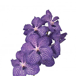 Vanda Blue Magic (Ванда Блу Мэджик) В38