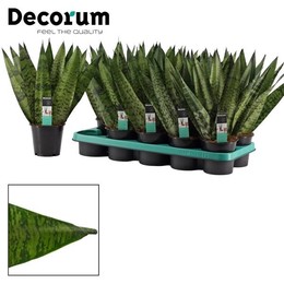 Веер из Сансевиерии Зейланики 12 См (для приличия) ( Sansevieria Zeylanica Fan 12 Cm (decorum) ) W 1