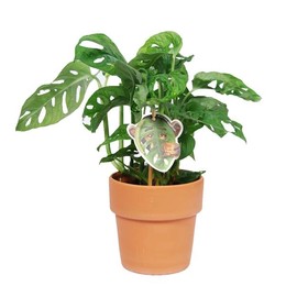 Monstera Obliqua "Обезьяний лист" с керамической отделкой ( Monstera Obliqua 'monkey Leaf' Met ceram