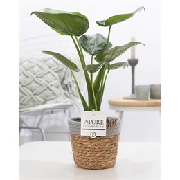 Алоказия Кукуллата В Чистой Корзине 5 ( Alocasia Cucullata In Pure Basket 5 ) W 12 см H 40 см