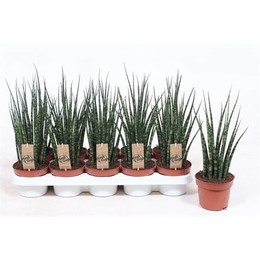 Сансевиерия 'папоротниковое дерево' Микадо ( Sansevieria 'fernwood' Mikado ) W 12 см H 40 см