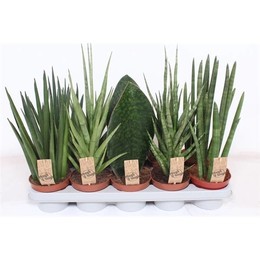 Сансевиерия Люкс Смешанная ( Sansevieria Luxe Mixed ) W 12 см H 40 см