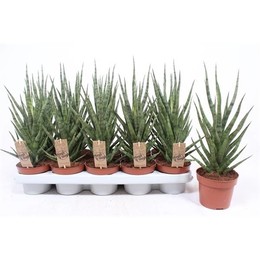 Факел Сансевиерии ( Sansevieria Torch ) W 12 см H 40 см