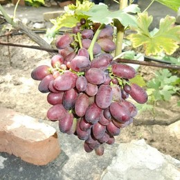 Виноград Калиста