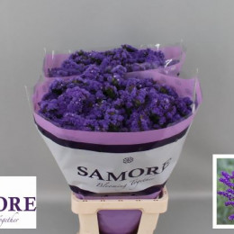 Limonium S Acqua Su Birds (Лимониум Статица Аква Су Бердс) В80